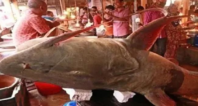 সিলেটে জেলের জালে ধরা পড়লো ১৫০ কেজির বাঘাইড়