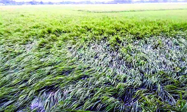 সিত্রাংয়ের প্রভাবে চট্টগ্রামে ফসলের সর্বনাশ