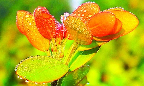 আসছে শীত, পড়তে শুরু করেছে কুয়াশা