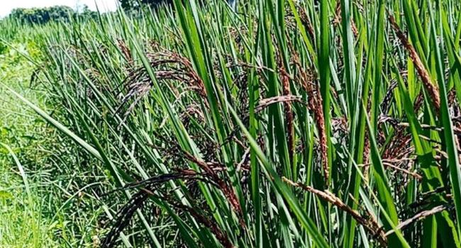 রাজবাড়িতে ‘ব্ল্যাক রাইস’ চাষ, প্রতি কেজি চাল ৫০০ টাকা