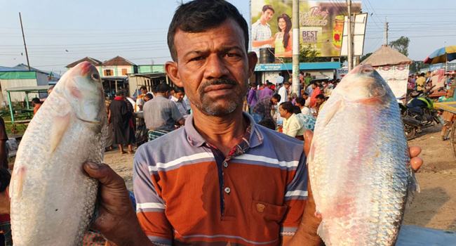 রাজবাড়ীর পদ্মায় ধরা পড়ছে প্রচুর ডিমওয়ালা ইলিশ