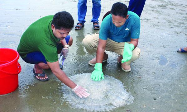 জেলিফিশ রফতানি করে বৈদেশিক মুদ্রা অর্জন সম্ভব