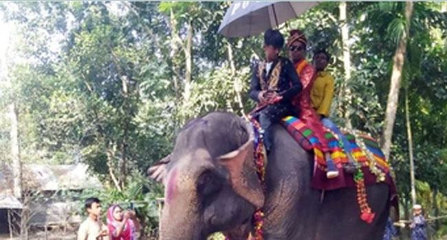 নানির ইচ্ছায় হাতিতে করে বউ নিয়ে এলেন নাতি
