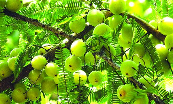 আমলকী কেন খাবে