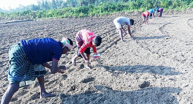 আগাম ভুট্টা চাষে আগ্রহ বাড়ছে ফুলবাড়ীর কৃষকদের