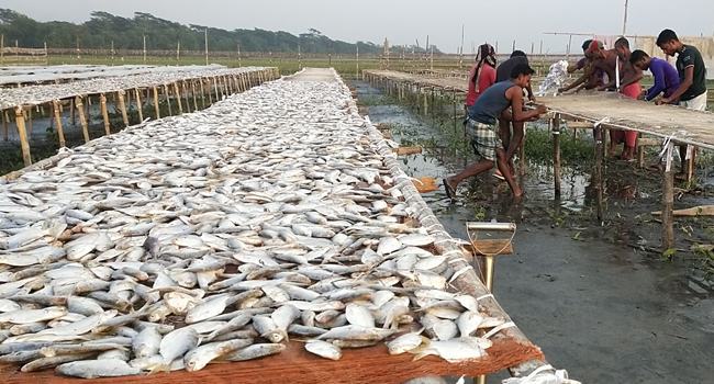 ইন্দুরকানীতে বিষমুক্ত শুটকি উৎপাদন শুরু