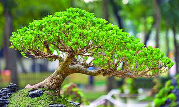 বনসাই