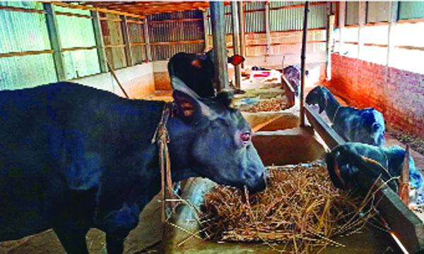 চলনবিলে গোখাদ্য সঙ্কট বিপাকে খামারিরা