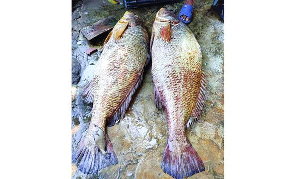 সেন্টমার্টিনে ধরা পড়া দু’টি পোয়া মাছ ২ লাখ ৭০ হাজার টাকায় বিক্রি