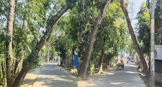 গাছের মালিকানা নিয়ে বিপত্তিতে সড়কে যান চলাচলে ঝুঁকি