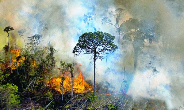 ১ বছরে উজাড় আমাজনের সাড়ে ৯ হাজার বর্গ কিলোমিটার