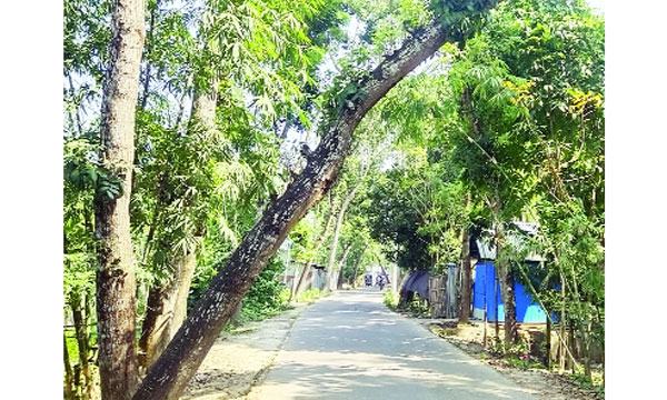 ইন্দুরকানীতে গাছের মালিকানা নিয়ে ঠেলাঠেলি যান চলাচলে বিঘ্ন
