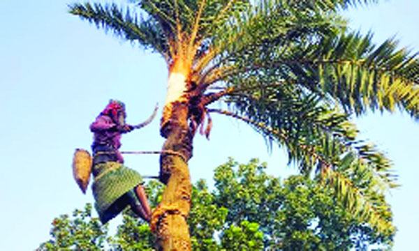 আর কয়েকদিন পরই আসবে যশোরের যশ খেজুরের রস