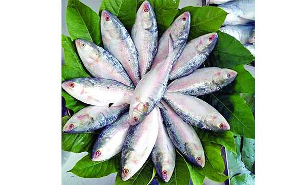 আমাদের জাতীয় মাছ