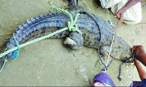 মাছের খামারে ৮ ফুট লম্বা কুমির