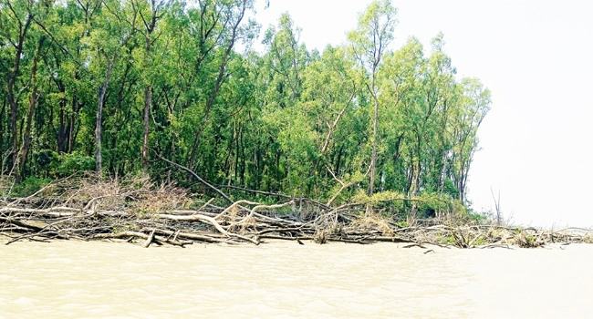 মেঘনার ভাঙনে বিলীন হচ্ছে ম্যানগ্রোভ