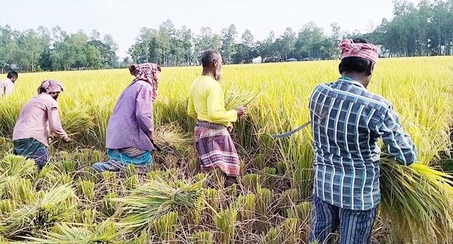 বগুড়ার শেরপুরে ভালো ফলনে লাভের আশা ধানচাষিদের