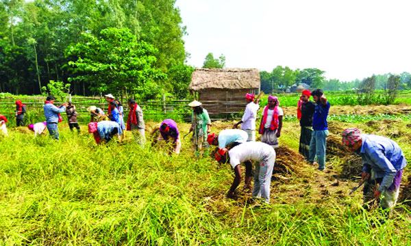 কৃষকের ঐতিহ্যের নবান্ন উৎসব পালিত