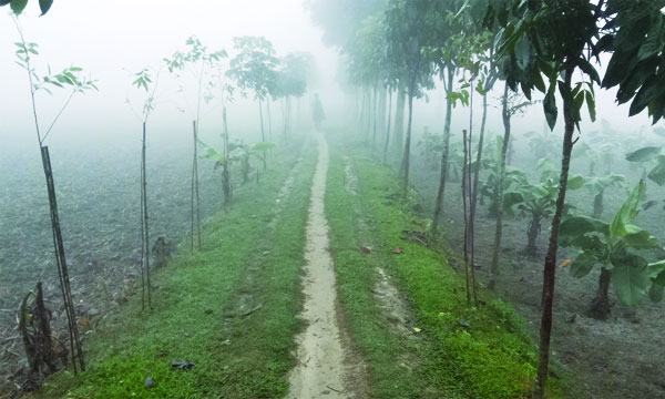 দেবীগঞ্জে শীতের শুরুতে পড়ছে ঘন কুয়াশা কমছে তাপমাত্রা
