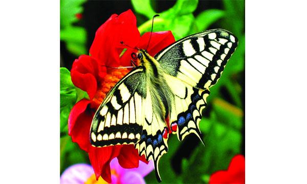 প্রজাপতি