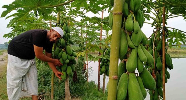 ঘাটাইলে ‘পাড়কৃষি’তে সফল হাবিবুল্লাহ বাহার সুজন