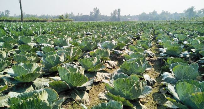 শেরপুরে কপি চাষে স্বপ্ন বুনছেন কৃষকেরা