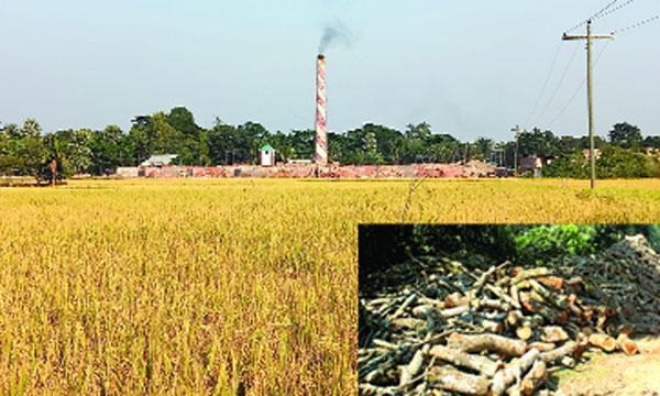 ত্রিশালে ৫৮ ইটভাটার ৪২টিই অবৈধ : জ্বলছে বনের কাঠ