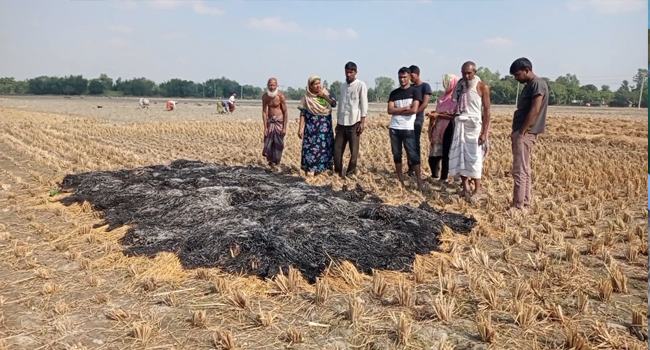 পীরগঞ্জে ২৫ শতক জমির পাকা ধান পুড়িয়ে ফেলার অভিযোগ