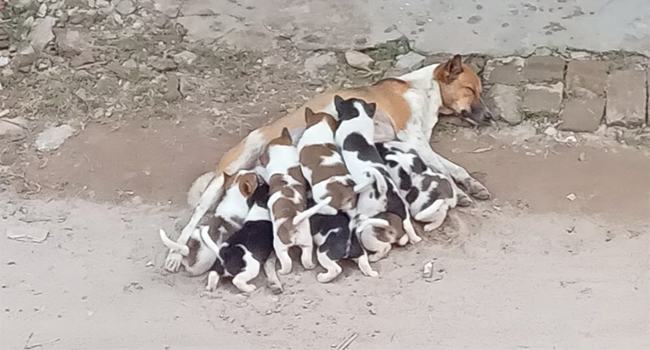মা কুকুরের ১২ ছানা!