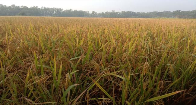 আমনের বাম্পার ফলন দশমিনায় দাম নিয়ে শঙ্কা