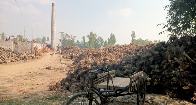রায়গঞ্জে ইটভাটায় অবাধে পুড়ছে কাঠ