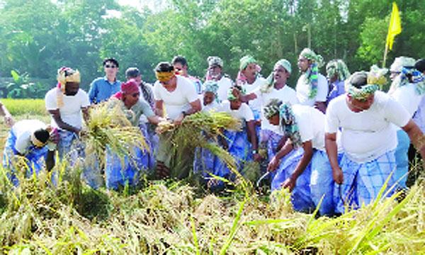 মিরসরাইয়ে নাচ-গান পিঠা পুলিতে ধানকাটা উৎসব