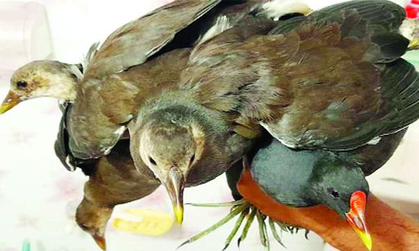 পাখি ধরতে ‘ডিজিটাল ফাঁদ’