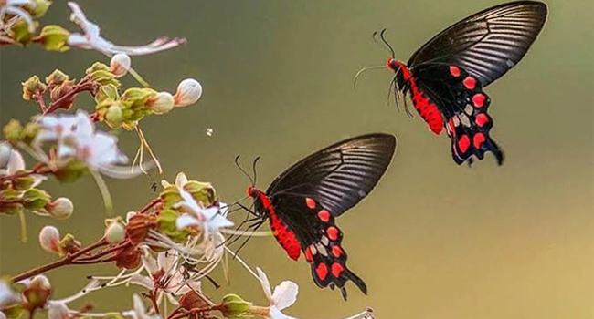 জাবিতে বর্ণিল আয়োজনে প্রজাপতি মেলা