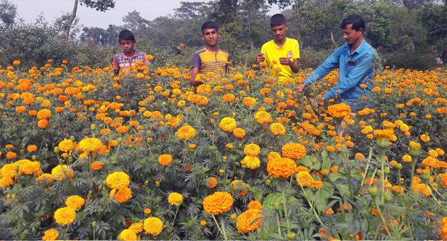 প্লাস্টিকের ফুল আমদানিতে হুমকির মুখে দেশীয় ফুলের বাজার