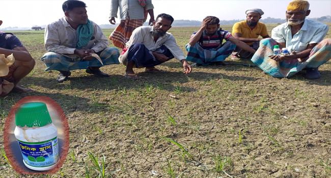 কীটনাশক ব্যবহারে বিপর্যস্ত পেঁয়াজের ক্ষেত : চাষিদের মাথায় হাত