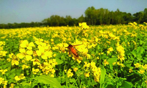 সরিষা ফুলের নয়নাভিরাম দৃশ্য