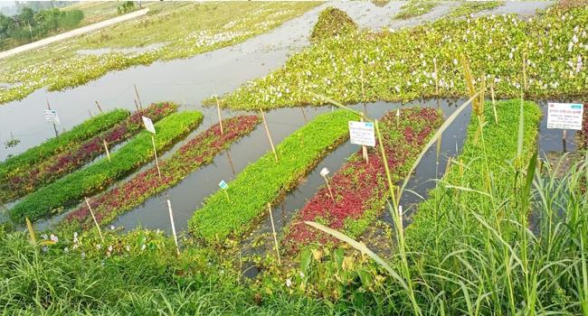 কৃষিতেও নারীদের রঙিন স্বপ্ন