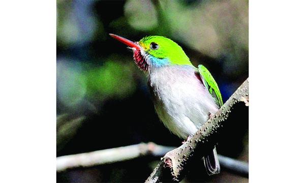কিউবান টোডি-২