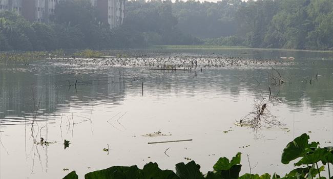 জাবিতে উদ্বেগজনক হারে কমেছে অতিথি পাখি