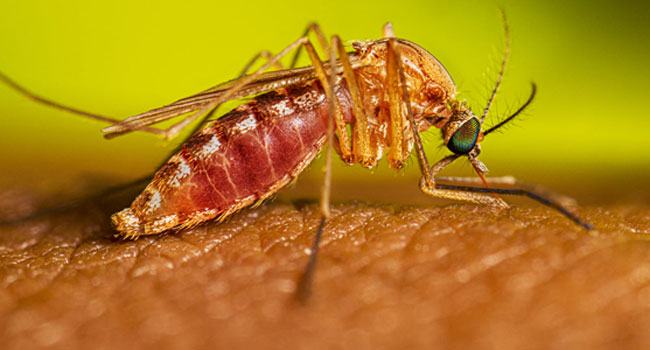 এডিস আতঙ্ক না কাটতেই কিউলেক্স মশার উপদ্রব
