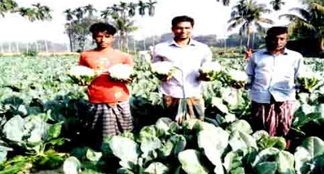 শায়েস্তাগঞ্জে শীতকালীন সবজি চাষে অধিক লাভবান কৃষকরা