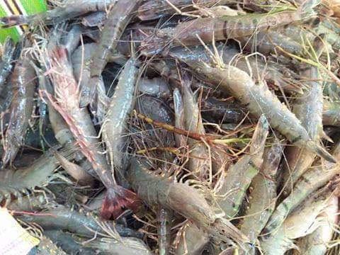 কক্সবাজারে শেষ হচ্ছে চিংড়ি মৌসুম, শেষ মুহূর্তের আহরণে ব্যস্ত চাষীরা