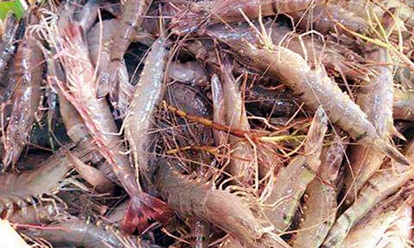 কক্সবাজারে বাগদা মৌসুম শেষ ঘেরে লবণ চাষের প্রস্তুতি