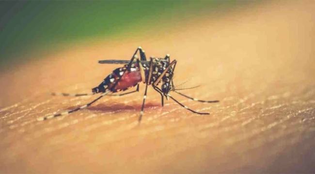 ডেঙ্গুতে মৃত্যুশূন্য দিনে শনাক্ত ৪৯