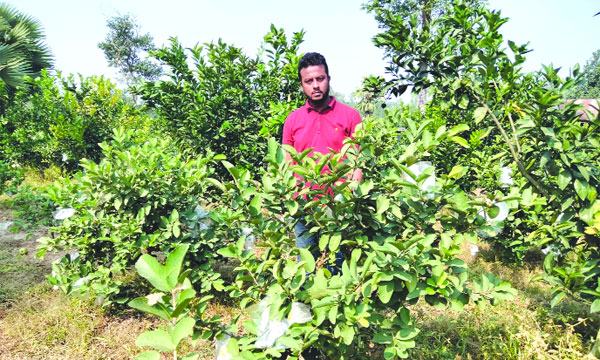পেয়ারা বাগান করে ৩ বন্ধুর বাজিমাত