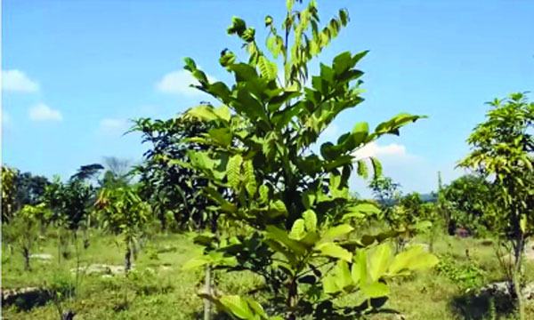 রাম্বুটান চাষে স্বপ্ন দেখছেন কৃষক মাজহারুল