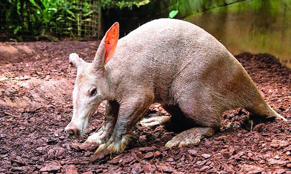 আর্ডভার্ক