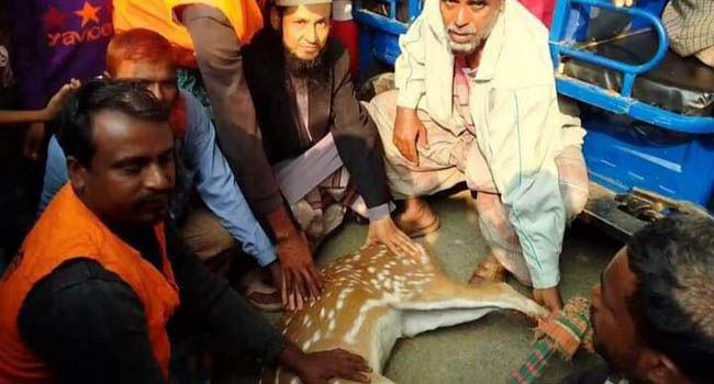 পাথরঘাটায় হরিণ উদ্ধার, সুন্দরবনে অবমুক্ত