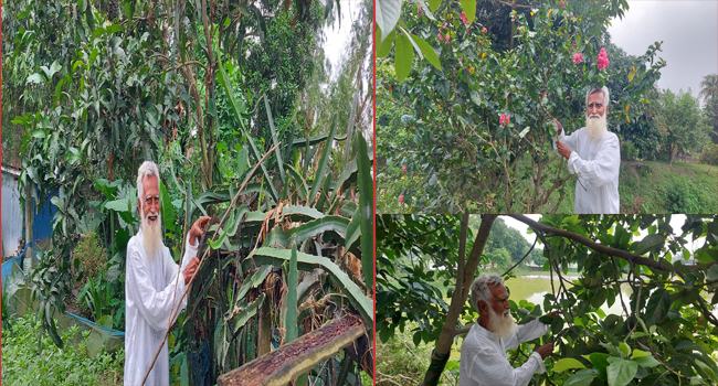গাছ লাগানো নেশা শওকত আলী মাস্টারের